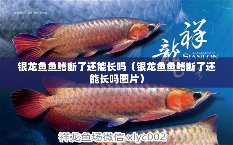 銀龍魚魚鰭斷了還能長嗎（銀龍魚魚鰭斷了還能長嗎圖片）