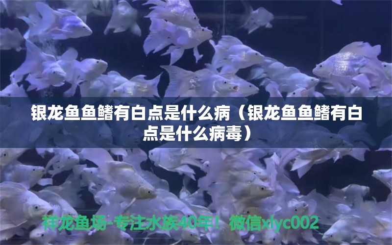 銀龍魚魚鰭有白點是什么?。ㄣy龍魚魚鰭有白點是什么病毒） 銀龍魚