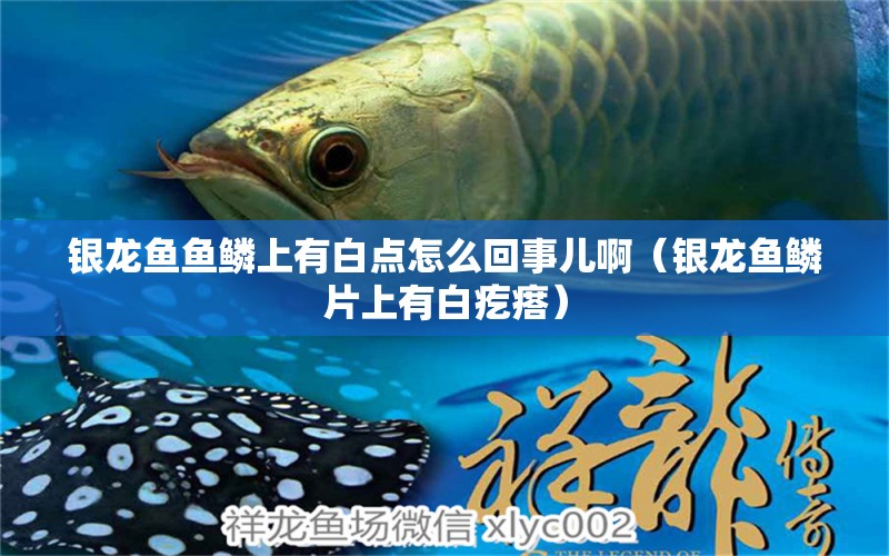 銀龍魚(yú)魚(yú)鱗上有白點(diǎn)怎么回事兒啊（銀龍魚(yú)鱗片上有白疙瘩） 銀龍魚(yú)