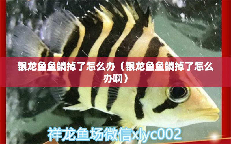 銀龍魚魚鱗掉了怎么辦（銀龍魚魚鱗掉了怎么辦?。? title=