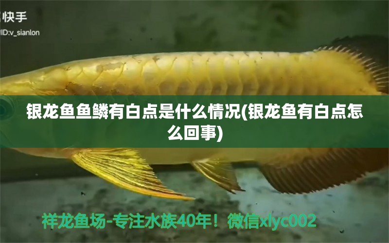 銀龍魚魚鱗有白點是什么情況(銀龍魚有白點怎么回事)