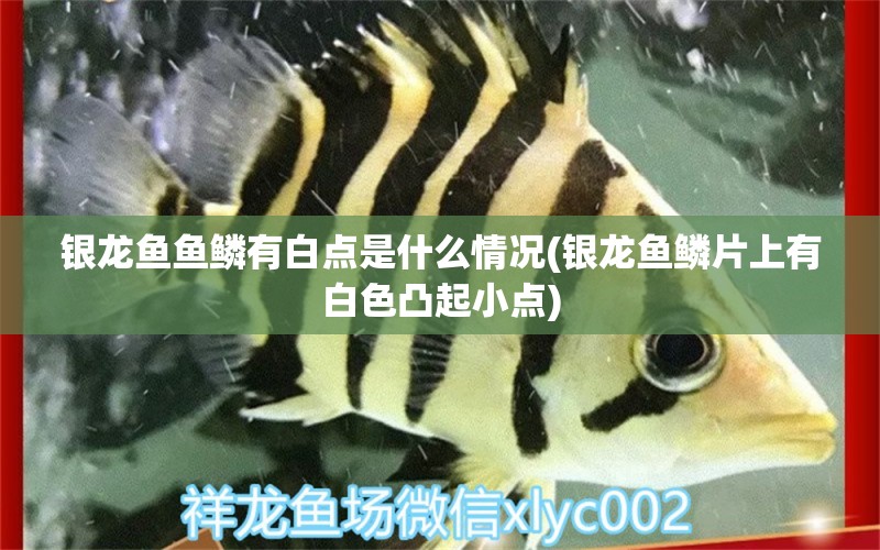 銀龍魚魚鱗有白點是什么情況(銀龍魚鱗片上有白色凸起小點)