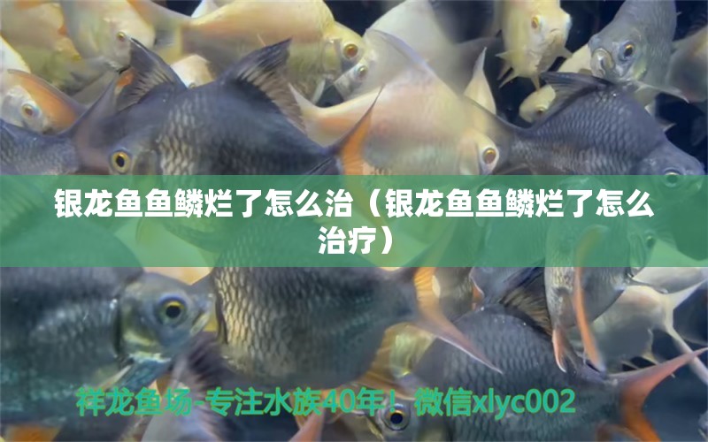 銀龍魚魚鱗爛了怎么治（銀龍魚魚鱗爛了怎么治療） 銀龍魚