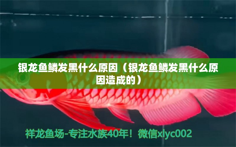 銀龍魚鱗發(fā)黑什么原因（銀龍魚鱗發(fā)黑什么原因造成的） 銀龍魚