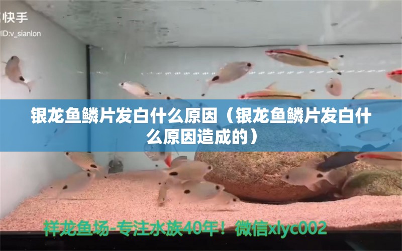 銀龍魚鱗片發(fā)白什么原因（銀龍魚鱗片發(fā)白什么原因造成的）