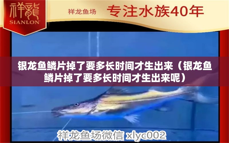 銀龍魚鱗片掉了要多長時間才生出來（銀龍魚鱗片掉了要多長時間才生出來呢）