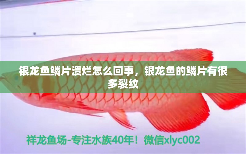 銀龍魚鱗片潰爛怎么回事，銀龍魚的鱗片有很多裂紋