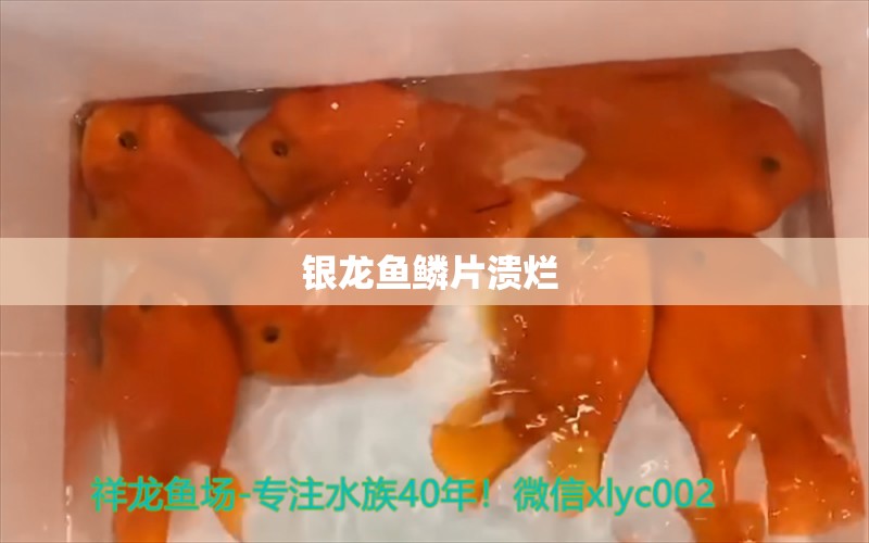 銀龍魚鱗片潰爛 