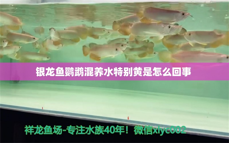 銀龍魚(yú)鸚鵡混養(yǎng)水特別黃是怎么回事  鸚鵡魚(yú)