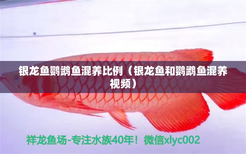 銀龍魚鸚鵡魚混養(yǎng)比例（銀龍魚和鸚鵡魚混養(yǎng)視頻）