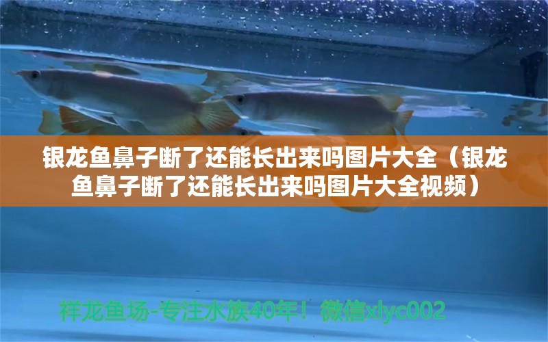 銀龍魚鼻子斷了還能長出來嗎圖片大全（銀龍魚鼻子斷了還能長出來嗎圖片大全視頻）