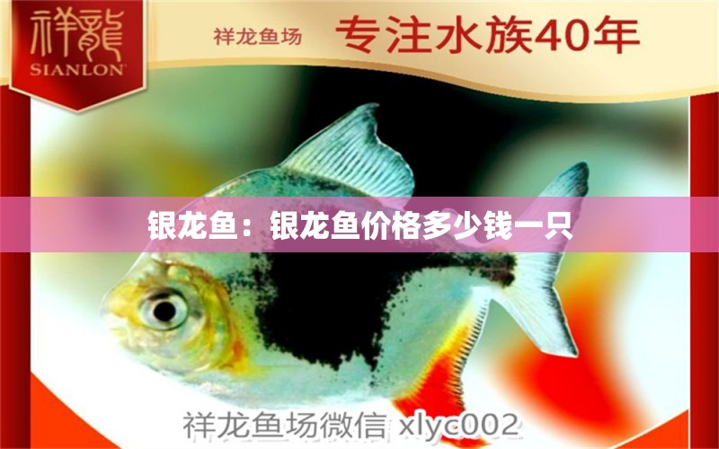 銀龍魚(yú)：銀龍魚(yú)價(jià)格多少錢(qián)一只 銀龍魚(yú)