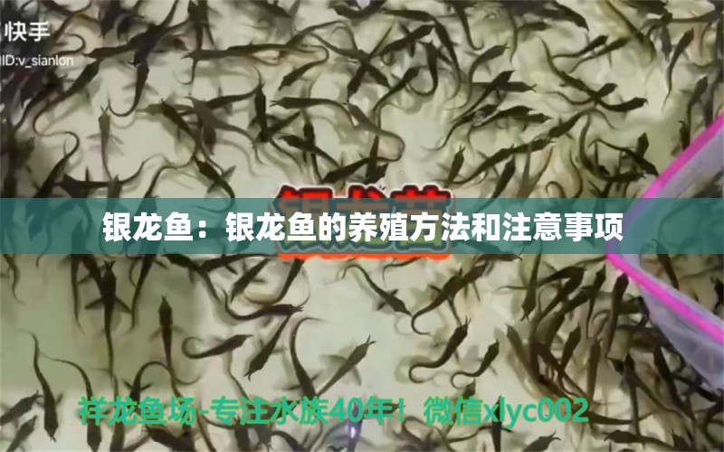 銀龍魚：銀龍魚的養(yǎng)殖方法和注意事項(xiàng)