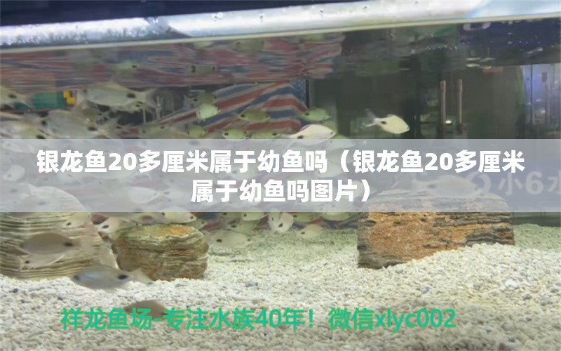 銀龍魚20多厘米屬于幼魚嗎（銀龍魚20多厘米屬于幼魚嗎圖片）