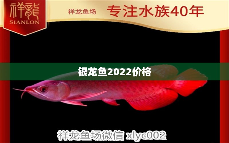 銀龍魚2022價格