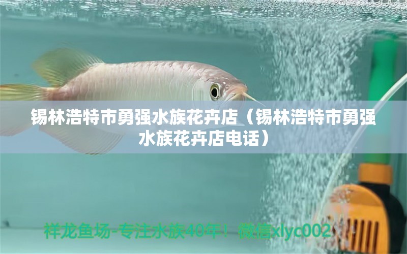 錫林浩特市勇強水族花卉店（錫林浩特市勇強水族花卉店電話）