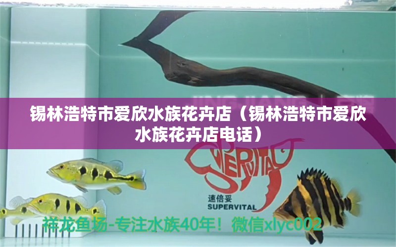 錫林浩特市愛欣水族花卉店（錫林浩特市愛欣水族花卉店電話）