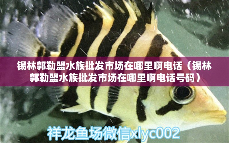 錫林郭勒盟水族批發(fā)市場在哪里啊電話（錫林郭勒盟水族批發(fā)市場在哪里啊電話號(hào)碼） 觀賞魚水族批發(fā)市場