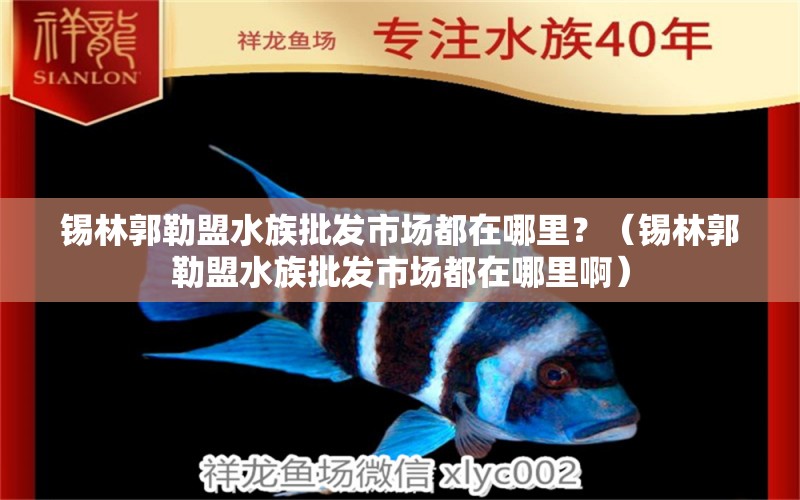 錫林郭勒盟水族批發(fā)市場都在哪里？（錫林郭勒盟水族批發(fā)市場都在哪里?。? title=