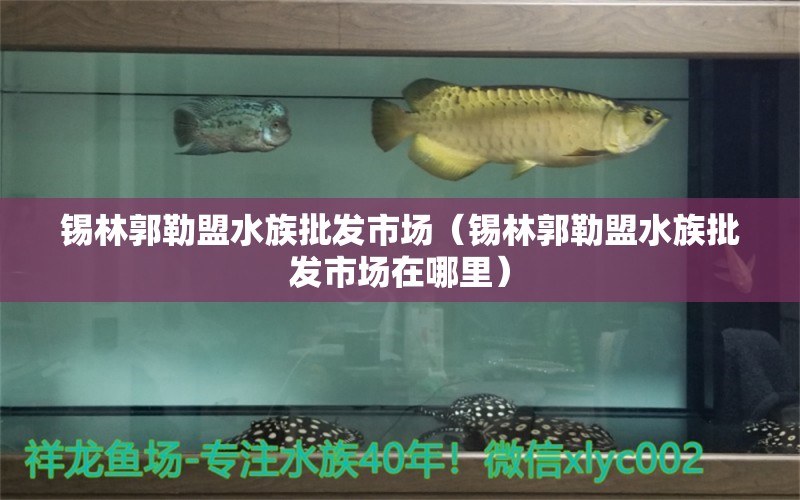 錫林郭勒盟水族批發(fā)市場(chǎng)（錫林郭勒盟水族批發(fā)市場(chǎng)在哪里） 觀賞魚水族批發(fā)市場(chǎng)