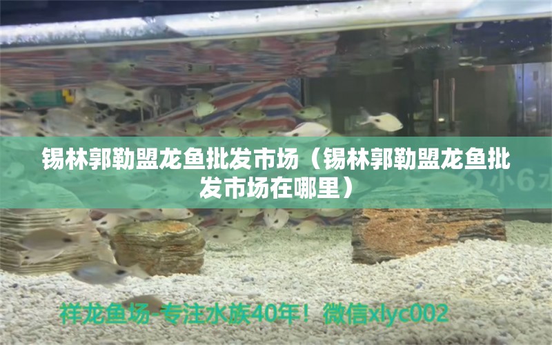 錫林郭勒盟龍魚批發(fā)市場（錫林郭勒盟龍魚批發(fā)市場在哪里） 龍魚批發(fā)