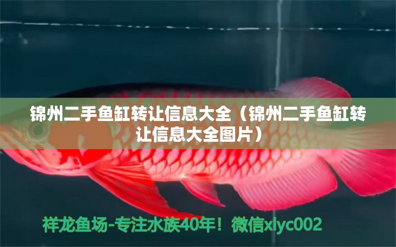 錦州二手魚缸轉(zhuǎn)讓信息大全（錦州二手魚缸轉(zhuǎn)讓信息大全圖片） 巴卡雷龍魚