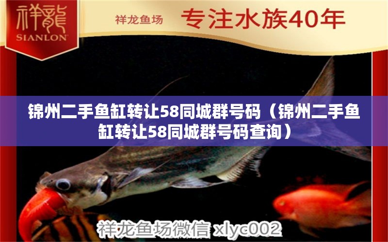 錦州二手魚缸轉讓58同城群號碼（錦州二手魚缸轉讓58同城群號碼查詢） 非洲金鼓魚