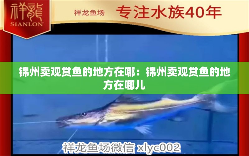 錦州賣觀賞魚的地方在哪：錦州賣觀賞魚的地方在哪兒