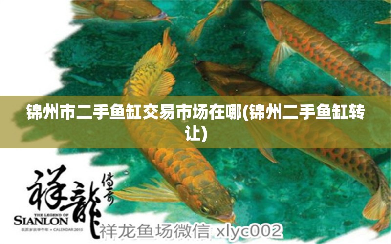 錦州市二手魚(yú)缸交易市場(chǎng)在哪(錦州二手魚(yú)缸轉(zhuǎn)讓) 大湖紅龍魚(yú)