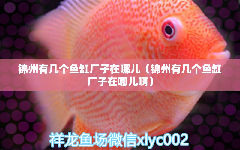 錦州有幾個魚缸廠子在哪兒（錦州有幾個魚缸廠子在哪兒?。? title=