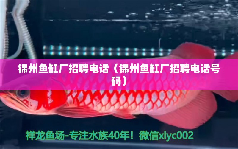 錦州魚缸廠招聘電話（錦州魚缸廠招聘電話號碼） 祥龍水族醫(yī)院