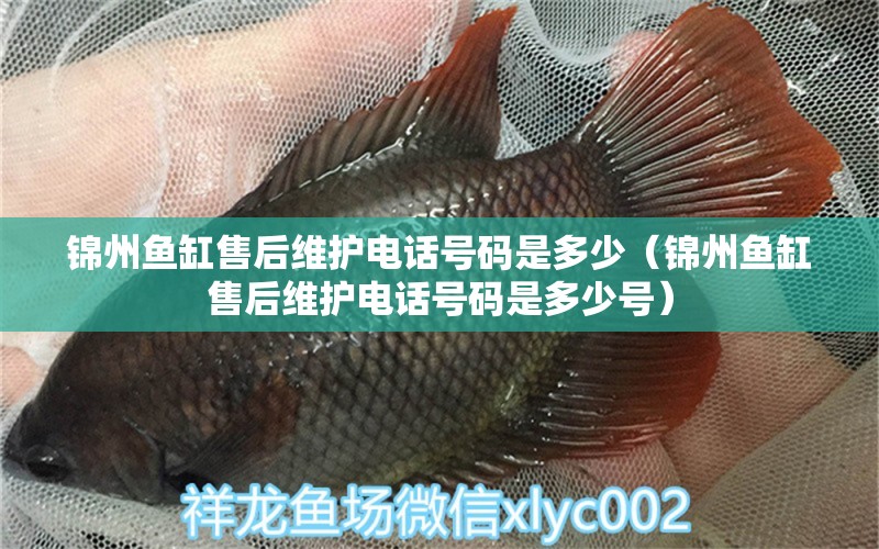 錦州魚缸售后維護(hù)電話號(hào)碼是多少（錦州魚缸售后維護(hù)電話號(hào)碼是多少號(hào)） 其他品牌魚缸