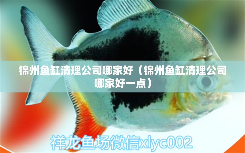 錦州魚缸清理公司哪家好（錦州魚缸清理公司哪家好一點(diǎn)） 祥龍水族醫(yī)院