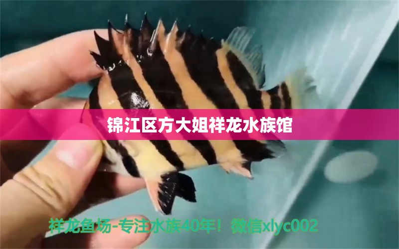 錦江區(qū)方大姐祥龍水族館