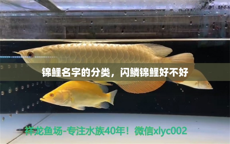 錦鯉名字的分類，閃鱗錦鯉好不好