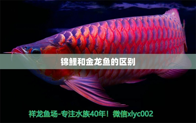 錦鯉和金龍魚的區(qū)別