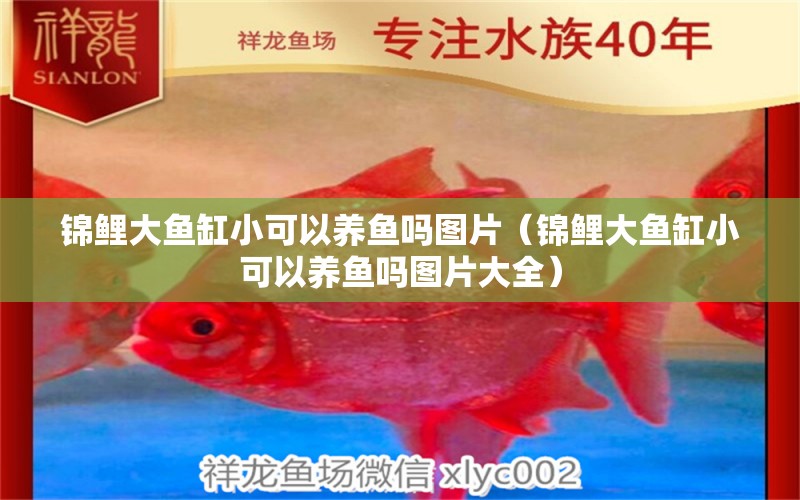 錦鯉大魚缸小可以養(yǎng)魚嗎圖片（錦鯉大魚缸小可以養(yǎng)魚嗎圖片大全）