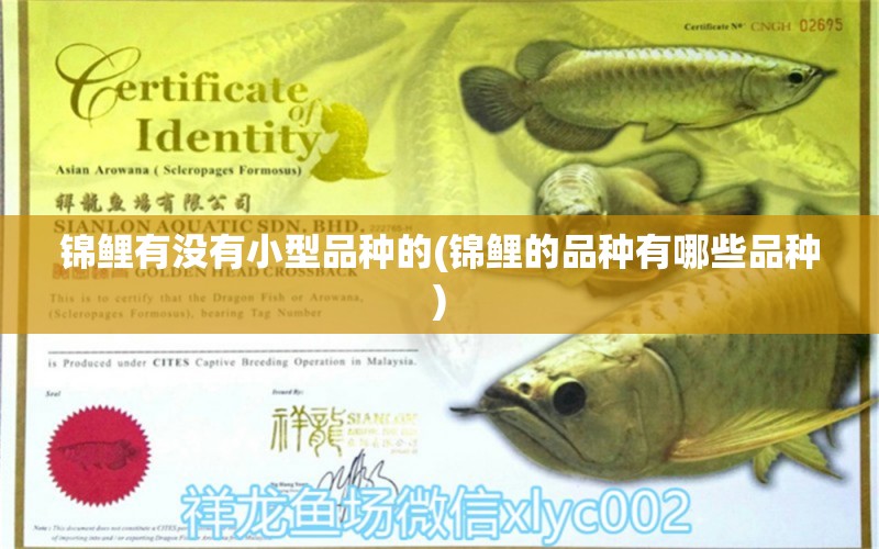 錦鯉有沒有小型品種的(錦鯉的品種有哪些品種) 青龍魚