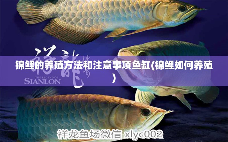 錦鯉的養(yǎng)殖方法和注意事項(xiàng)魚(yú)缸(錦鯉如何養(yǎng)殖) 水族維護(hù)服務(wù)（上門(mén)）