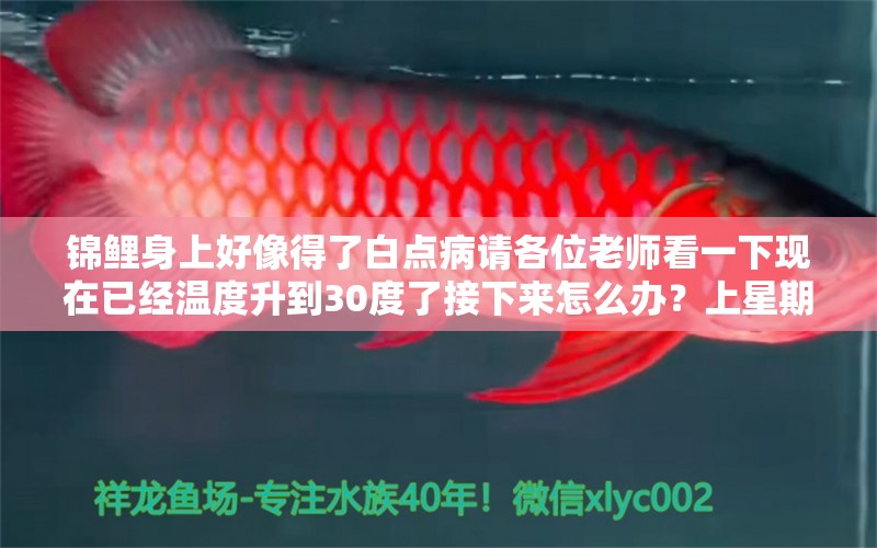 錦鯉身上好像得了白點病請各位老師看一下現在已經溫度升到30度了接下來怎么辦？上星期新進一條 龍魚疾病與治療