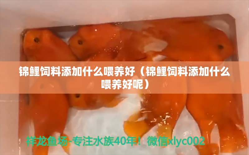 錦鯉飼料添加什么喂養(yǎng)好（錦鯉飼料添加什么喂養(yǎng)好呢） 錦鯉飼料