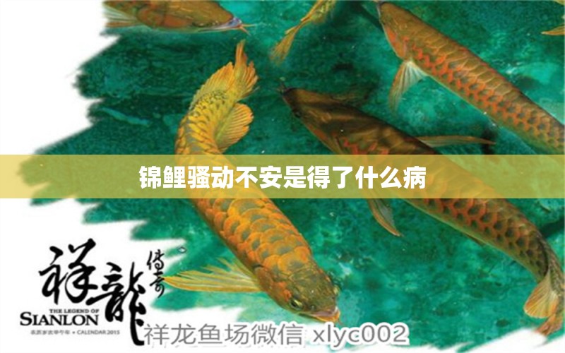 錦鯉騷動不安是得了什么病 龍魚疾病與治療