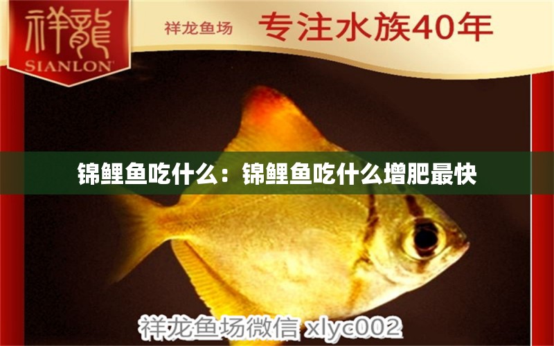 錦鯉魚(yú)吃什么：錦鯉魚(yú)吃什么增肥最快