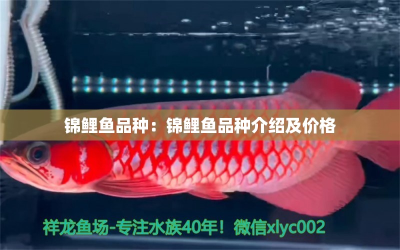 錦鯉魚品種：錦鯉魚品種介紹及價(jià)格