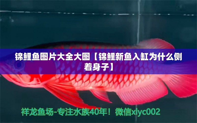 錦鯉魚圖片大全大圖【錦鯉新魚入缸為什么側(cè)著身子】 龍魚批發(fā)