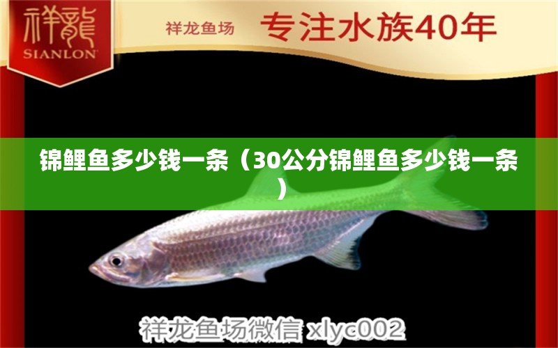 錦鯉魚多少錢一條（30公分錦鯉魚多少錢一條）