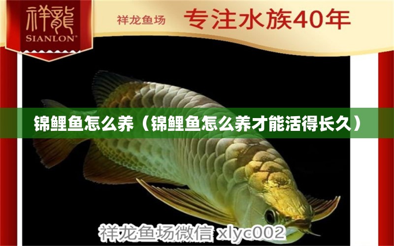 錦鯉魚怎么養(yǎng)（錦鯉魚怎么養(yǎng)才能活得長久）