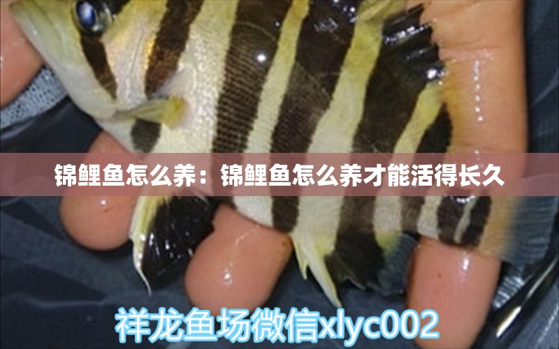 錦鯉魚怎么養(yǎng)：錦鯉魚怎么養(yǎng)才能活得長久