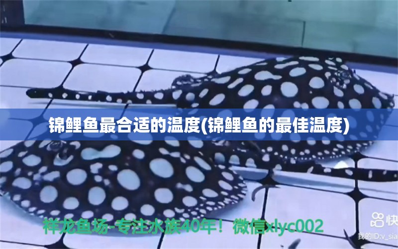 錦鯉魚最合適的溫度(錦鯉魚的最佳溫度) 羽毛刀魚苗