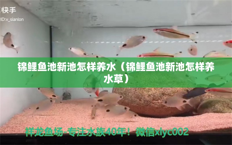 錦鯉魚池新池怎樣養(yǎng)水（錦鯉魚池新池怎樣養(yǎng)水草） 水草